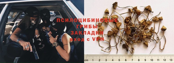 PSILOCYBIN Бердск